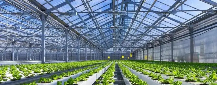 温室大棚建设的跨度距离对大棚种植的影响